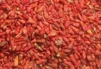 DRIED CHILLI PEPPER FROM NIGERIA