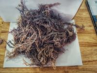 Sea moss