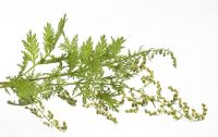 Enzymatically Treated Artemisia Annua