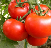 hybrid tomato seeds from China determinate/indeterminate