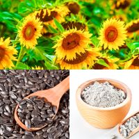 Sunflower meal high protein 36% (as is) non pelleted, sunflower oil cake, for cattle feed, Odessa port, Ukraine