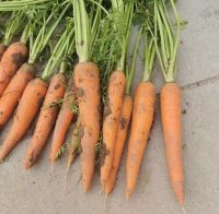 Bulk fresh carrot with low price 