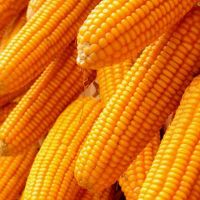 Dry Maize/ Dried Yellow Corn/Dried Sweet Corn