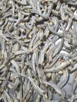 DRIED ANCHOVY FISH/ HIGH SPRATS// Ms. Julie +84767799825