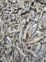 DRIED ANCHOVY FISH/ HIGH SPRATS