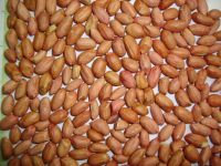 Groundnut Kernel