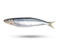 Sardine Fish