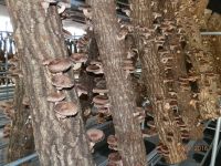 Shiitake Mushrooms