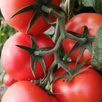 Iranian Tomato