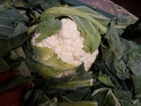 Fresh Cauliflower