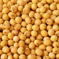 Soy beans Non Gmo Available in Baulk