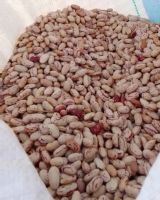 Kidney Beans Light Speckled Sweet Sugar