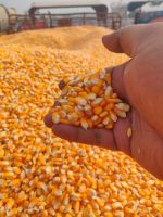  Yellow And White Maize For Human