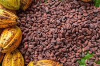 Cocoa beans