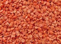 Red Lentils 