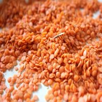 Red Lentils