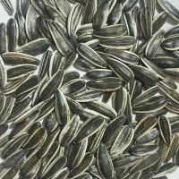 Sunflower Seeds