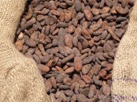 Cocoa Beans