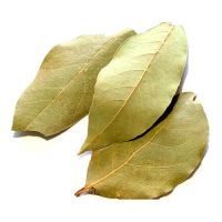 Best Quality Bay Leaf 