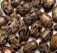 Best High Quality Castor Seeds 