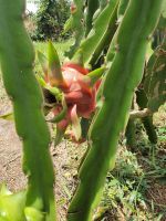 Fresh dragon fruit