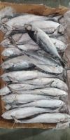 Horse Mackerel