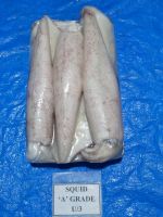 FROZEN High Quality loligo  squid