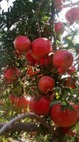 Fresh Pomegranates