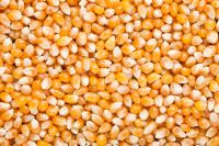 Popcorn Kernels / Popcorn Grains  