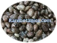 Ricinus Communis Seeds
