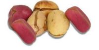 Kola Nut