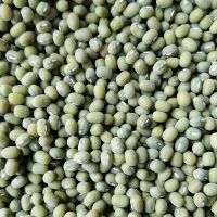 Green mung Beans