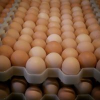 Best price Fresh Chicken Eggs