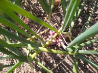 Red Onion ( Shallot Onion )