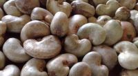 DRY CASHEW NUTS