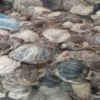 Dry / Salted Beef Omasum from Pakistan/ Buy Beef Omasum / Omasum Suppliers &amp; Exporter