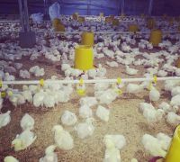 15 DAYS OLD BROILER CHICKS FOR SALE