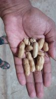 Groundnut With Shell