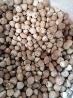 High Quality Betel Nut Dried Whole (80-85%) from Indonesia