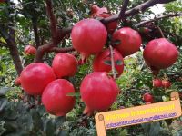 Indian Fresh Pomegranates