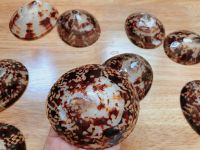 Natural Seashells From The Beach Of