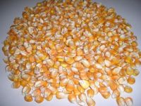 Premium Quality Yellow Corn Maize For Export in Bulk Quantities