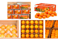  Fresh fruit delicious oranges for sale Fresh Navel Orange