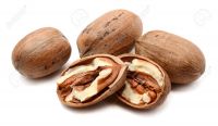 pecan nut 