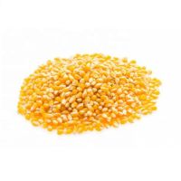 Yellow Corn