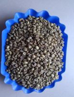  ROBUSTA GREEN COFFEE BEANS