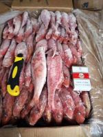 New Product Type Fish Frozen fresh red seabream fish 300-500g for seafood importers 