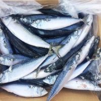 Frozen Atlantic Mackerel Fish Scomber Scombrus 