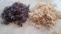 100% Organic Wildcrafted Sea Moss 