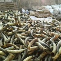 Cheap Raw Buffalo, ox cow Raw horn for sale